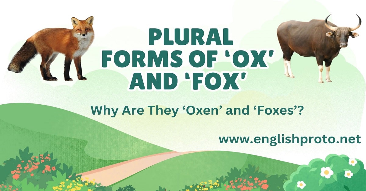 What Are the Plural Forms of ‘Ox’ and ‘Fox’