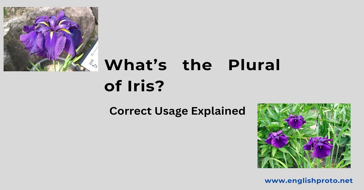 You are currently viewing What’s the Plural of Iris? Correct Usage Explained